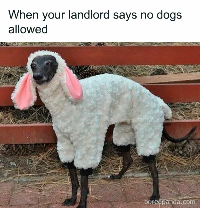 40 Hilarious Posts From “Funniest Memes” That Might Make You Chuckle 40 Hilarious Posts From “Funniest Memes” That Might Make You Chuckle