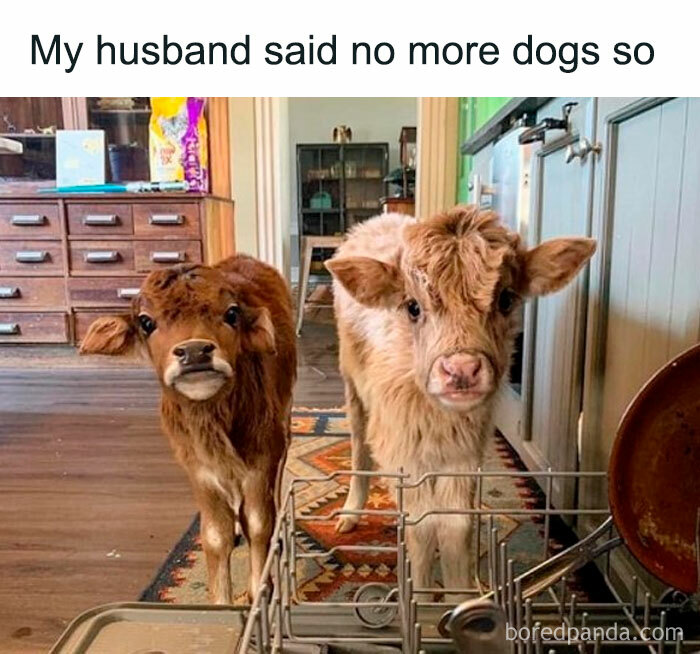 40 Hilarious Posts From “Funniest Memes” That Might Make You Chuckle 40 Hilarious Posts From “Funniest Memes” That Might Make You Chuckle