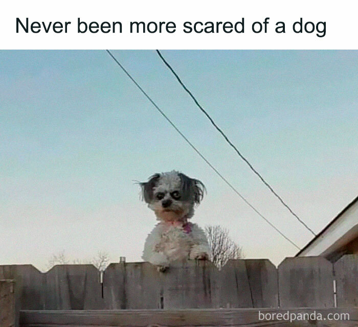 40 Hilarious Posts From “Funniest Memes” That Might Make You Chuckle 40 Hilarious Posts From “Funniest Memes” That Might Make You Chuckle