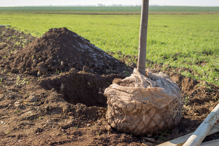 India’s Green Success Story: Setting A Guinness World Record For Planting 66 Million Trees In Just 12 Hours India’s Green Success Story: Setting A Guinness World Record For Planting 66 Million Trees In Just 12 Hours