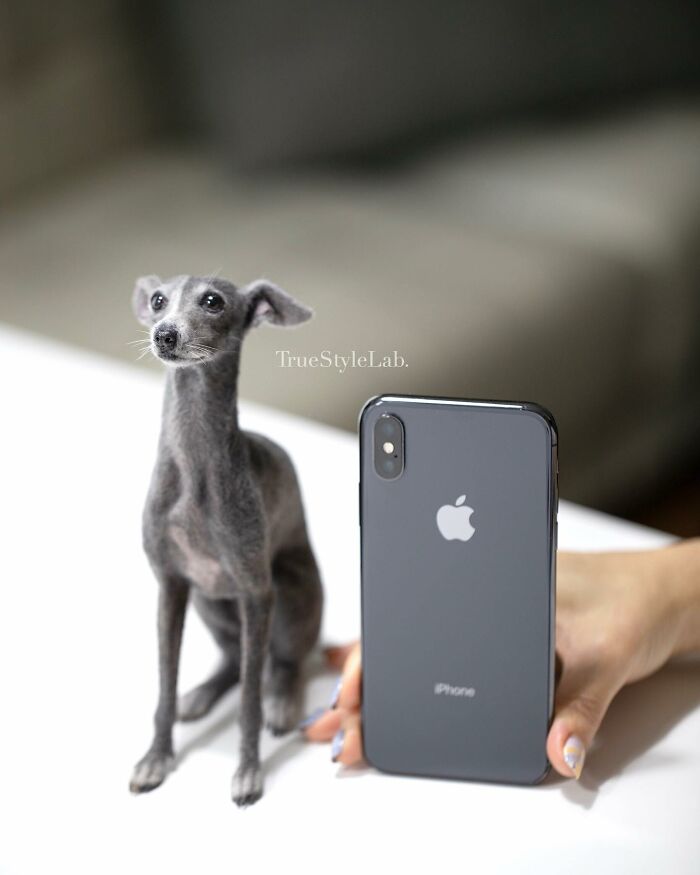 Artist Makes Hyper-Realistic Wool Animal Sculptures Through Needle Felting (18 Pics)