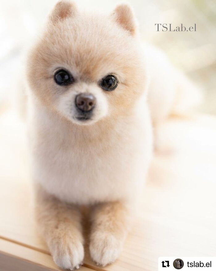 Artist Makes Hyper-Realistic Wool Animal Sculptures Through Needle Felting (18 Pics)