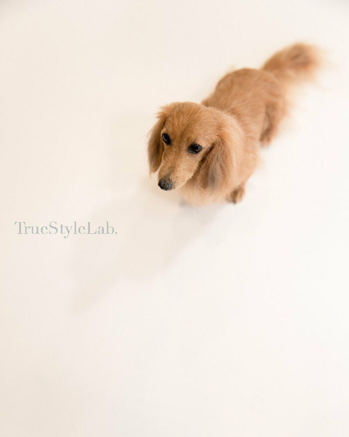 Artist Makes Hyper-Realistic Wool Animal Sculptures Through Needle Felting (18 Pics)