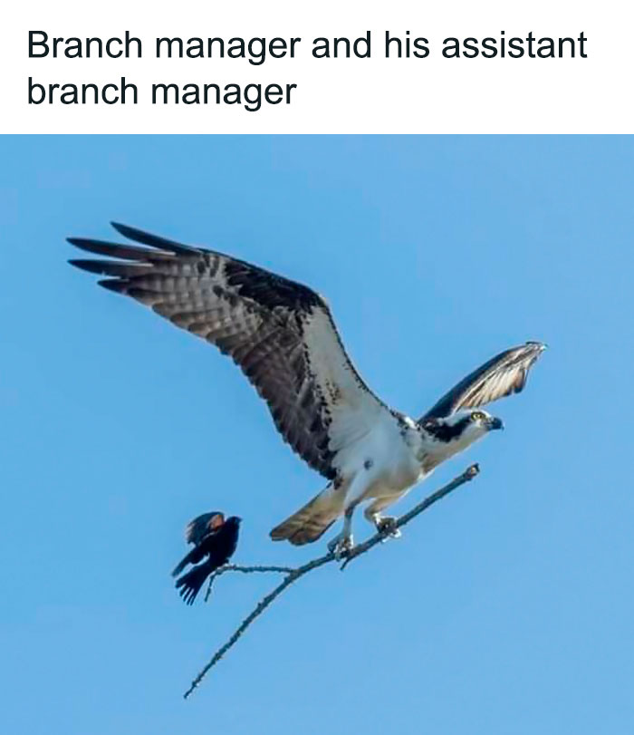 50 Top-Quality Bird Memes To Make You Grin Today, As Shared By This Facebook Page 50 Top-Quality Bird Memes To Make You Grin Today, As Shared By This Facebook Page