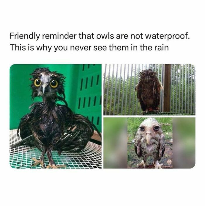 50 Top-Quality Bird Memes To Make You Grin Today, As Shared By This Facebook Page 50 Top-Quality Bird Memes To Make You Grin Today, As Shared By This Facebook Page