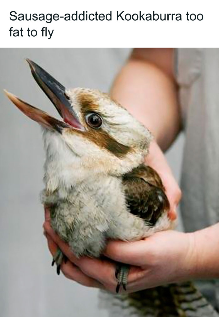 50 Top-Quality Bird Memes To Make You Grin Today, As Shared By This Facebook Page 50 Top-Quality Bird Memes To Make You Grin Today, As Shared By This Facebook Page