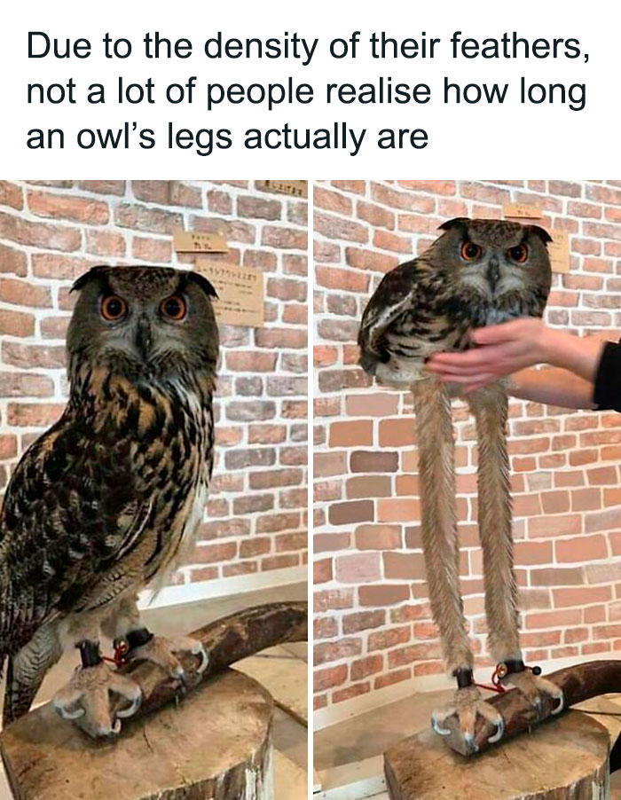 50 Top-Quality Bird Memes To Make You Grin Today, As Shared By This Facebook Page 50 Top-Quality Bird Memes To Make You Grin Today, As Shared By This Facebook Page