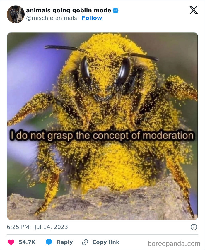 This Twitter Page Is Dedicated To Mischievous Animals And Here Are 50 Of Their Best Pics (New Pics) This Twitter Page Is Dedicated To Mischievous Animals And Here Are 50 Of Their Best Pics (New Pics)