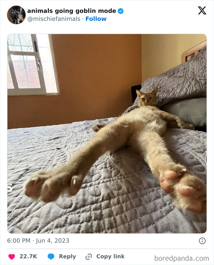 This Twitter Page Is Dedicated To Mischievous Animals And Here Are 50 Of Their Best Pics (New Pics) This Twitter Page Is Dedicated To Mischievous Animals And Here Are 50 Of Their Best Pics (New Pics)