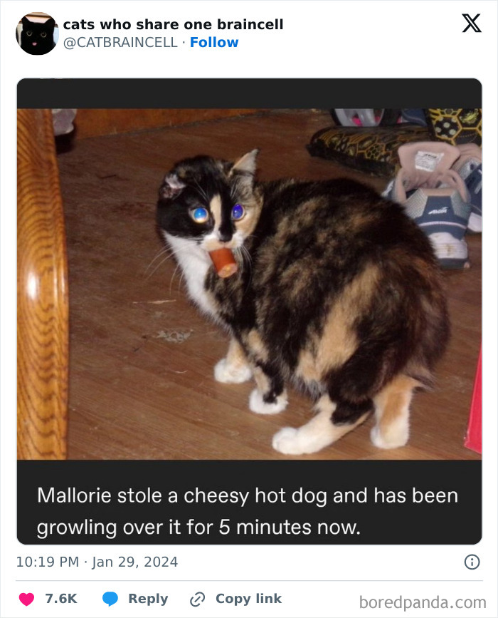 This Twitter Page Is Dedicated To Mischievous Animals And Here Are 50 Of Their Best Pics (New Pics) This Twitter Page Is Dedicated To Mischievous Animals And Here Are 50 Of Their Best Pics (New Pics)