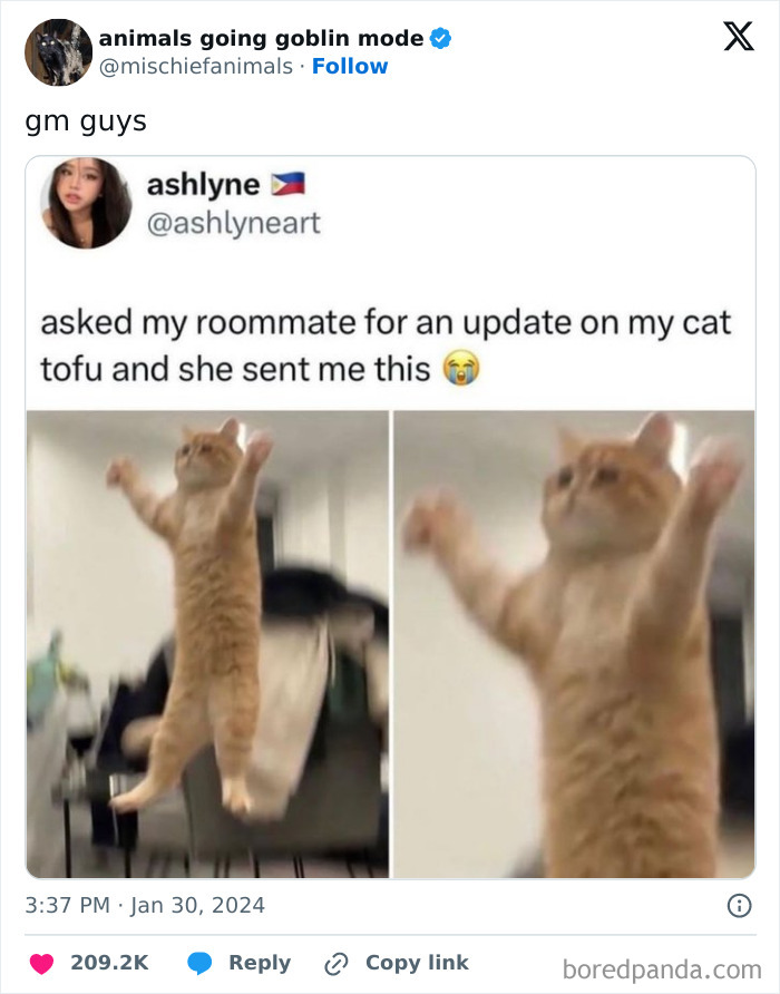 This Twitter Page Is Dedicated To Mischievous Animals And Here Are 50 Of Their Best Pics (New Pics) This Twitter Page Is Dedicated To Mischievous Animals And Here Are 50 Of Their Best Pics (New Pics)