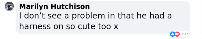 Purr-Hibited: People Fume Over Aldi Shopper After She Brought Her Cat To The Store Purr-Hibited: People Fume Over Aldi Shopper After She Brought Her Cat To The Store