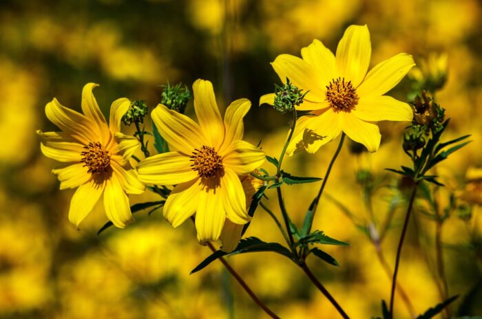 Coreopsis is Your Go-to Flower for Vibrant Outdoor Spaces (Here’s Why) Coreopsis is Your Go-to Flower for Vibrant Outdoor Spaces (Here’s Why)