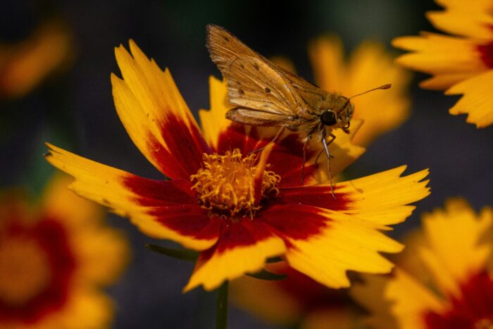 Coreopsis is Your Go-to Flower for Vibrant Outdoor Spaces (Here’s Why) Coreopsis is Your Go-to Flower for Vibrant Outdoor Spaces (Here’s Why)