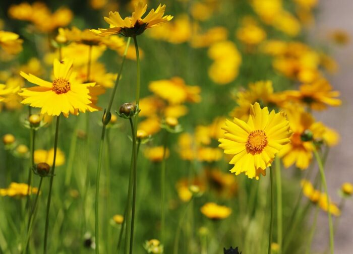 Coreopsis is Your Go-to Flower for Vibrant Outdoor Spaces (Here’s Why) Coreopsis is Your Go-to Flower for Vibrant Outdoor Spaces (Here’s Why)