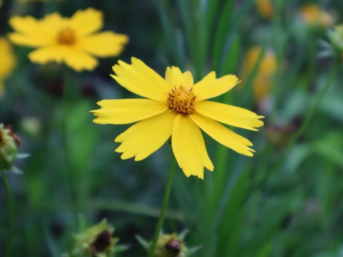 Coreopsis is Your Go-to Flower for Vibrant Outdoor Spaces (Here’s Why) Coreopsis is Your Go-to Flower for Vibrant Outdoor Spaces (Here’s Why)