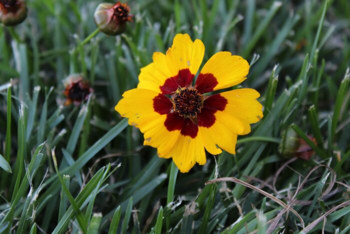 Coreopsis is Your Go-to Flower for Vibrant Outdoor Spaces (Here’s Why) Coreopsis is Your Go-to Flower for Vibrant Outdoor Spaces (Here’s Why)