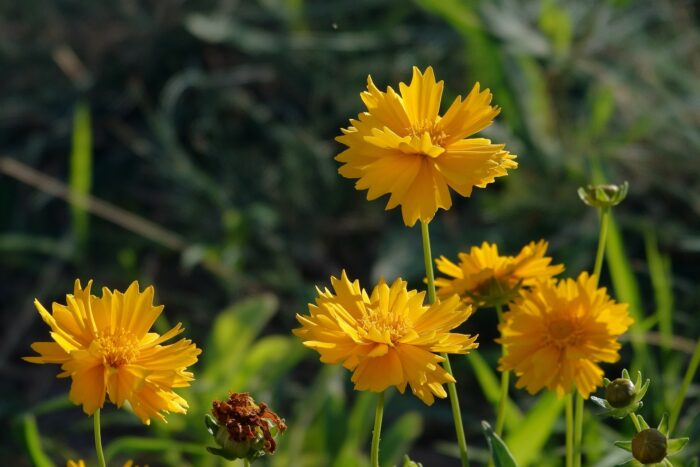 Coreopsis is Your Go-to Flower for Vibrant Outdoor Spaces (Here’s Why) Coreopsis is Your Go-to Flower for Vibrant Outdoor Spaces (Here’s Why)