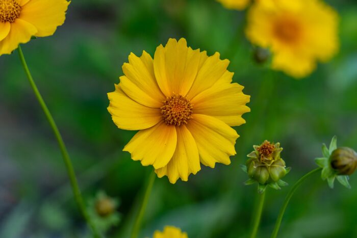 Coreopsis is Your Go-to Flower for Vibrant Outdoor Spaces (Here’s Why) Coreopsis is Your Go-to Flower for Vibrant Outdoor Spaces (Here’s Why)