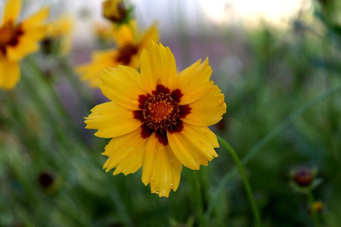 Coreopsis is Your Go-to Flower for Vibrant Outdoor Spaces (Here’s Why) Coreopsis is Your Go-to Flower for Vibrant Outdoor Spaces (Here’s Why)
