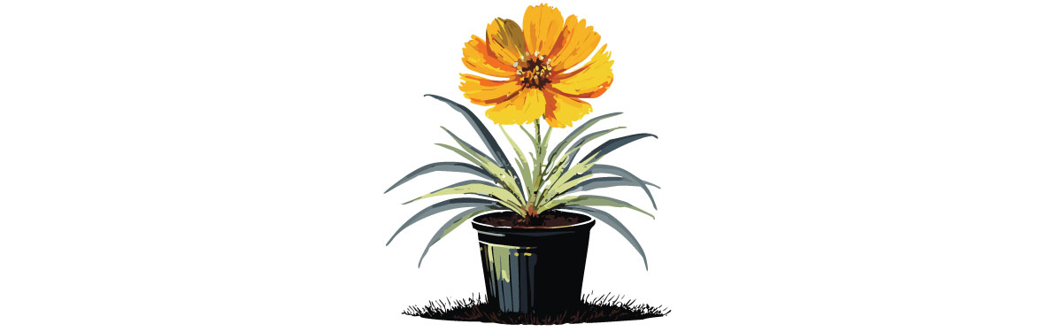 Coreopsis is Your Go-to Flower for Vibrant Outdoor Spaces (Here’s Why) Coreopsis is Your Go-to Flower for Vibrant Outdoor Spaces (Here’s Why)