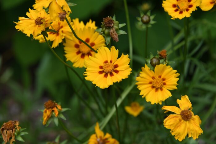 Coreopsis is Your Go-to Flower for Vibrant Outdoor Spaces (Here’s Why) Coreopsis is Your Go-to Flower for Vibrant Outdoor Spaces (Here’s Why)