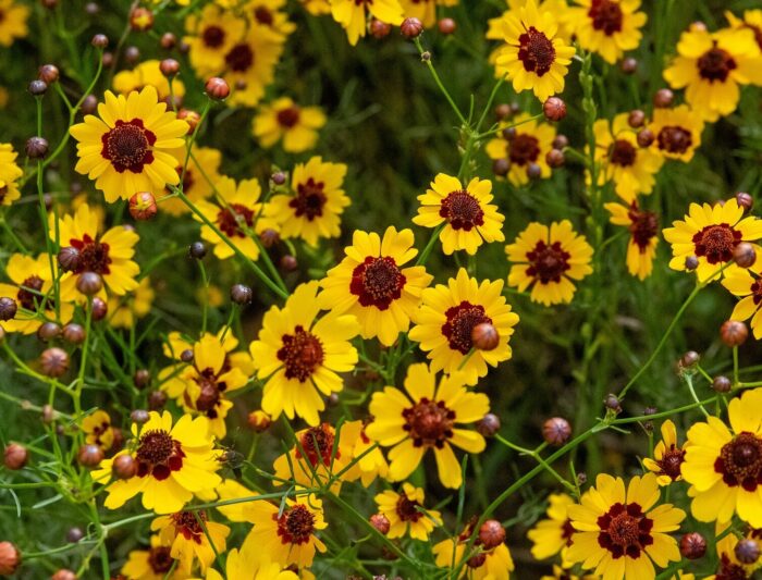 Coreopsis is Your Go-to Flower for Vibrant Outdoor Spaces (Here’s Why) Coreopsis is Your Go-to Flower for Vibrant Outdoor Spaces (Here’s Why)