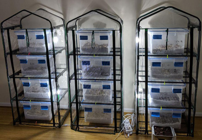 How to Grow Mushrooms at Home In 5 Easy Ways (Expert-Approved)