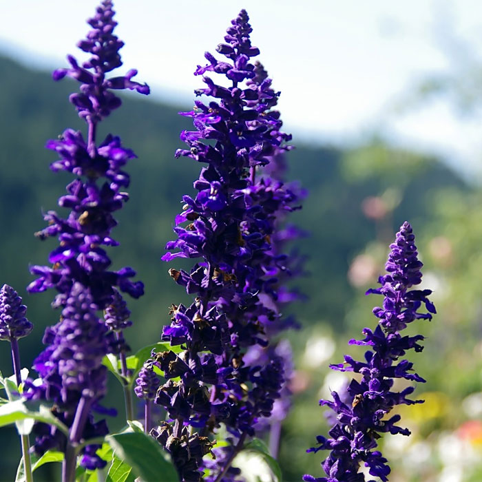 13 Common Salvia Species And How To Cultivate Them 13 Common Salvia Species And How To Cultivate Them
