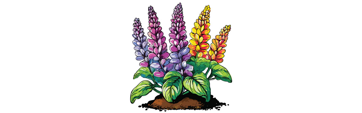 13 Common Salvia Species And How To Cultivate Them 13 Common Salvia Species And How To Cultivate Them