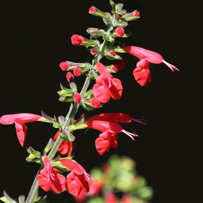 13 Common Salvia Species And How To Cultivate Them 13 Common Salvia Species And How To Cultivate Them