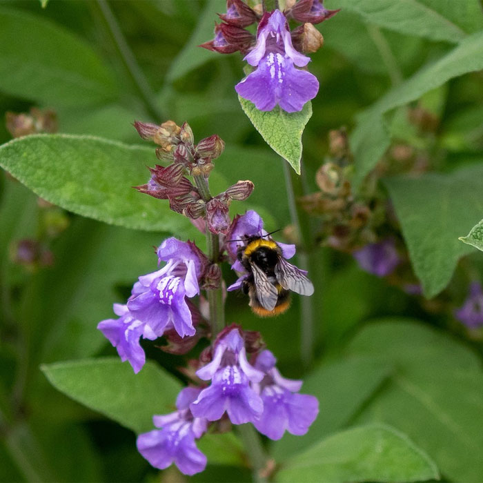 13 Common Salvia Species And How To Cultivate Them 13 Common Salvia Species And How To Cultivate Them