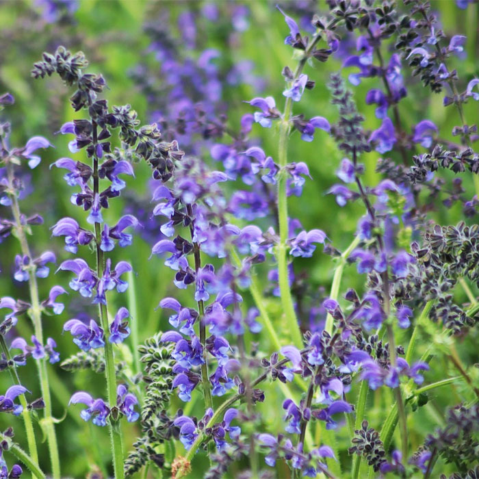 13 Common Salvia Species And How To Cultivate Them 13 Common Salvia Species And How To Cultivate Them