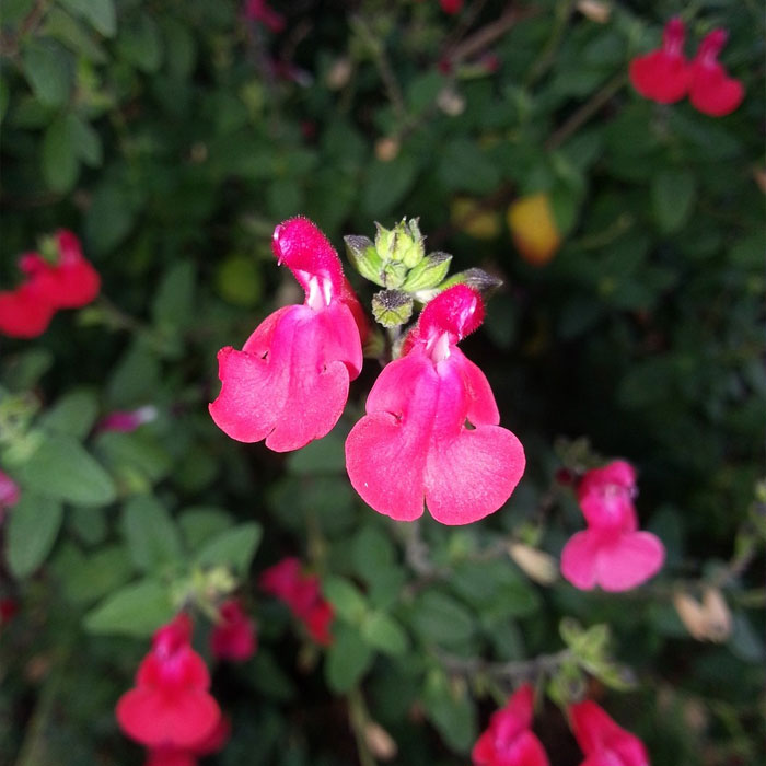 13 Common Salvia Species And How To Cultivate Them 13 Common Salvia Species And How To Cultivate Them