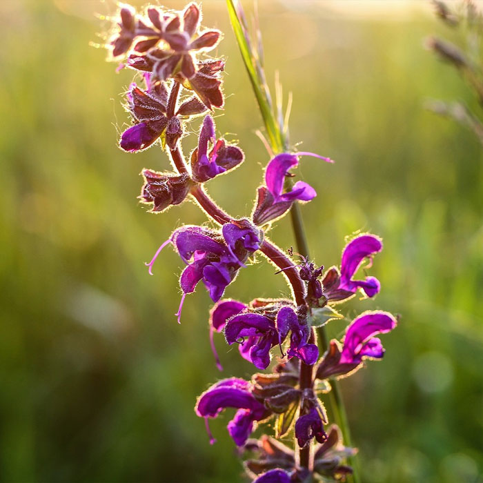 13 Common Salvia Species And How To Cultivate Them 13 Common Salvia Species And How To Cultivate Them