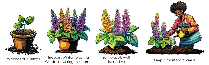13 Common Salvia Species And How To Cultivate Them 13 Common Salvia Species And How To Cultivate Them