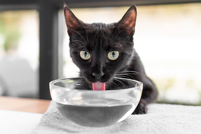 How Much Wet Food to Feed a Cat: Tips for Portion Control How Much Wet Food to Feed a Cat: Tips for Portion Control
