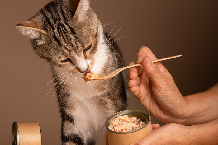 How Much Wet Food to Feed a Cat: Tips for Portion Control How Much Wet Food to Feed a Cat: Tips for Portion Control