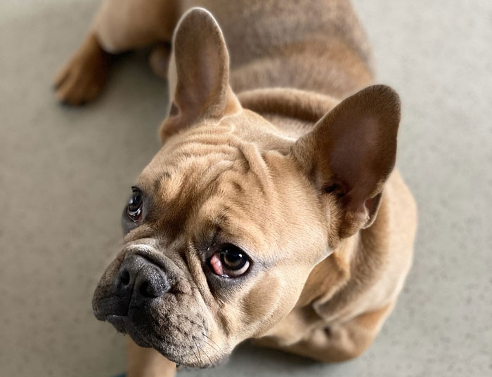 10 Common French Bulldog Health Issues You Should Know Know About 10 Common French Bulldog Health Issues You Should Know Know About