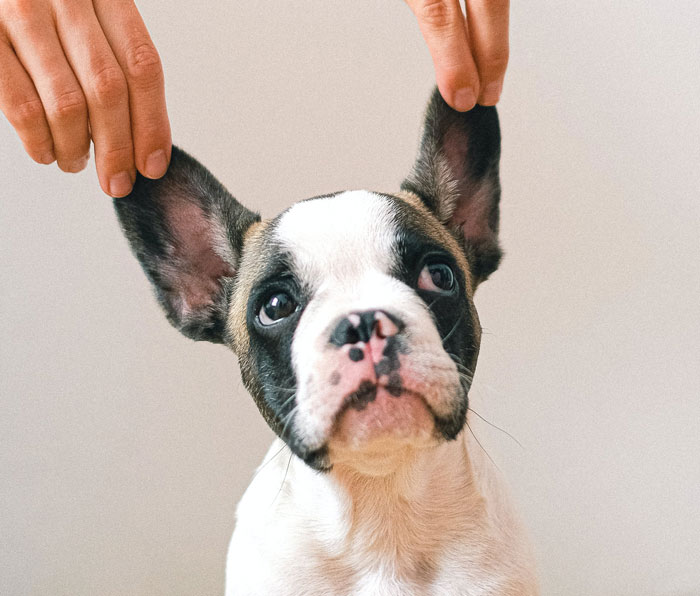 10 Common French Bulldog Health Issues You Should Know Know About 10 Common French Bulldog Health Issues You Should Know Know About
