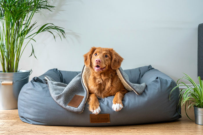 Essential New Puppy Checklist: Everything You Need for Your New Pup