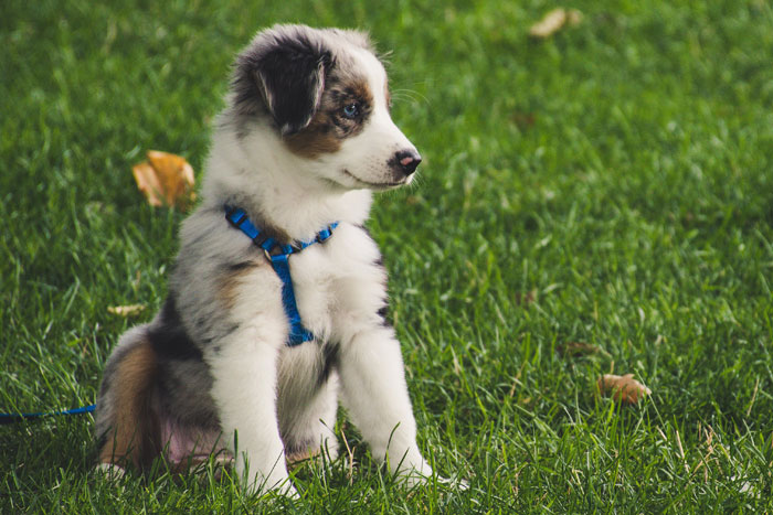 Essential New Puppy Checklist: Everything You Need for Your New Pup