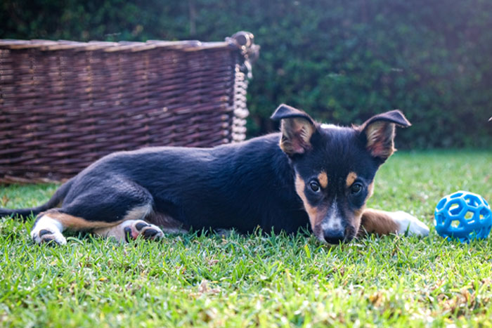 Essential New Puppy Checklist: Everything You Need for Your New Pup