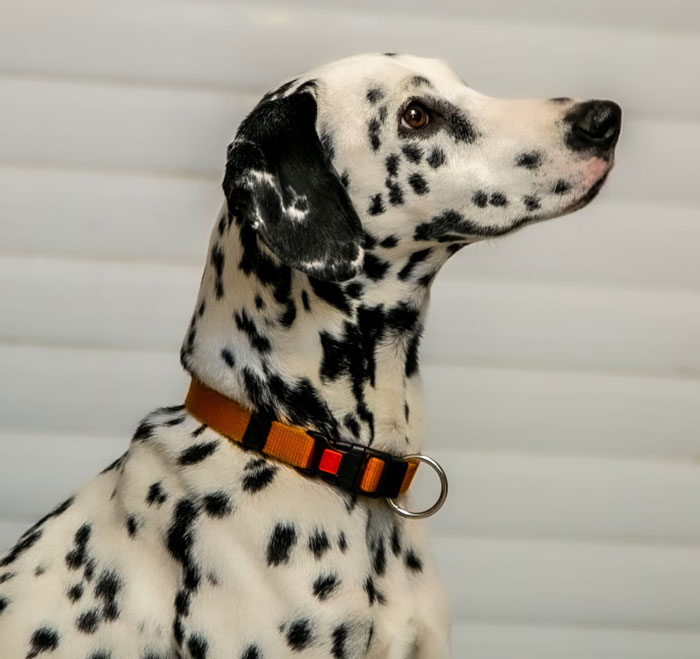 150 Weird, Maybe Useless, But Definitely Fun Facts To Know, As Shared In This Online Thread 150 Weird, Maybe Useless, But Definitely Fun Facts To Know, As Shared In This Online Thread