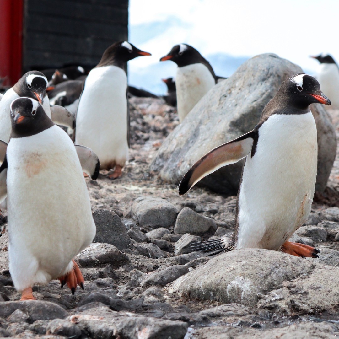 “It’s Life-changing”: World’s Most Remote Post Office Is Hiring 4 Postmasters “It’s Life-changing”: World’s Most Remote Post Office Is Hiring 4 Postmasters