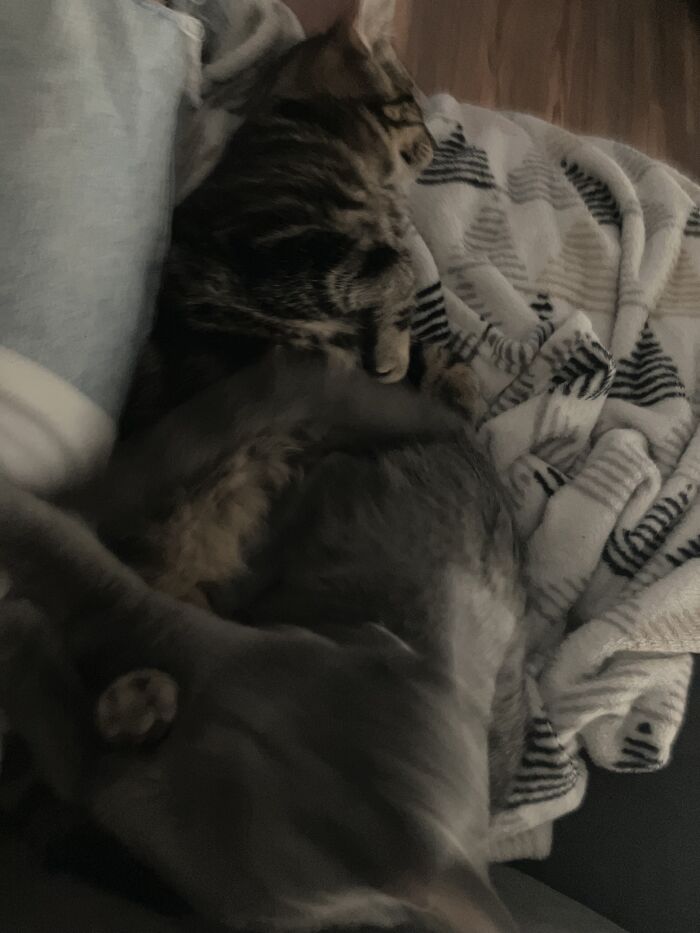 Hey Pandas, Post Pet Pictures Comparing Their Angelic And Demonic Side Hey Pandas, Post Pet Pictures Comparing Their Angelic And Demonic Side