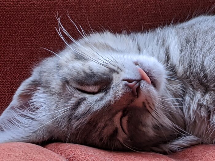 Hey Pandas, Post Your Favorite Pet Blep Picture! (Closed) Hey Pandas, Post Your Favorite Pet Blep Picture! (Closed)