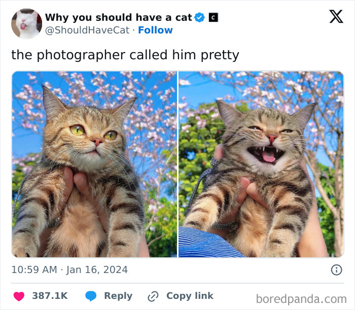 This Page Shares &lsquo;Why You Should Have A Cat&rsquo; And Here&rsquo;s 50 Of The Most Compelling Reasons (New Pics)