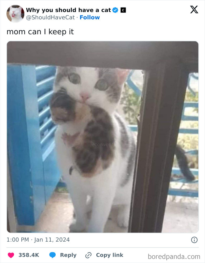 This Page Shares &lsquo;Why You Should Have A Cat&rsquo; And Here&rsquo;s 50 Of The Most Compelling Reasons (New Pics)