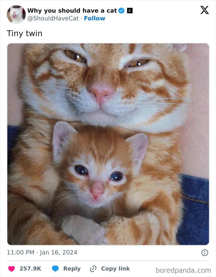 This Page Shares &lsquo;Why You Should Have A Cat&rsquo; And Here&rsquo;s 50 Of The Most Compelling Reasons (New Pics)